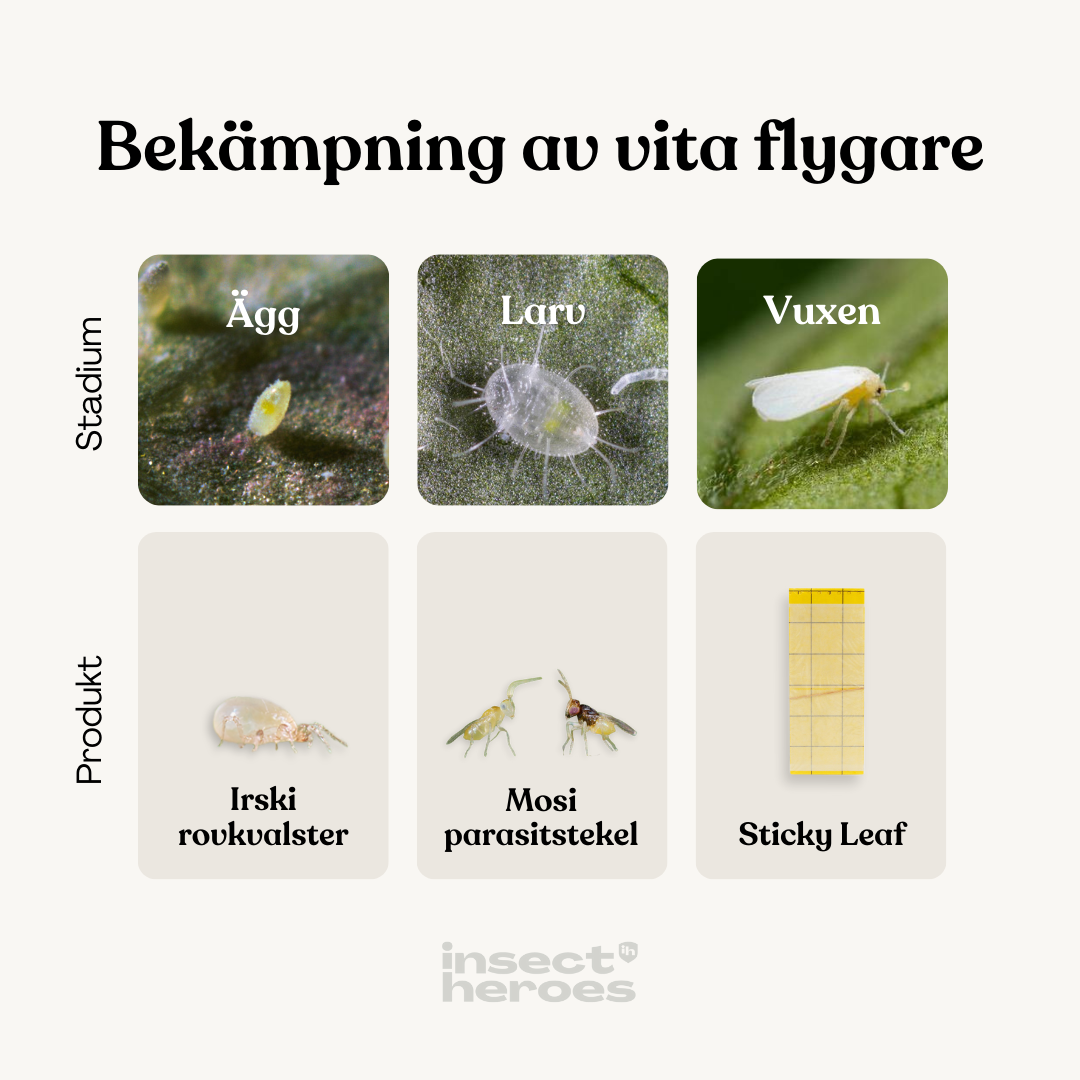 Irski – mot vita flygare