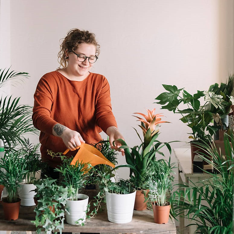 Vita för krukväxter