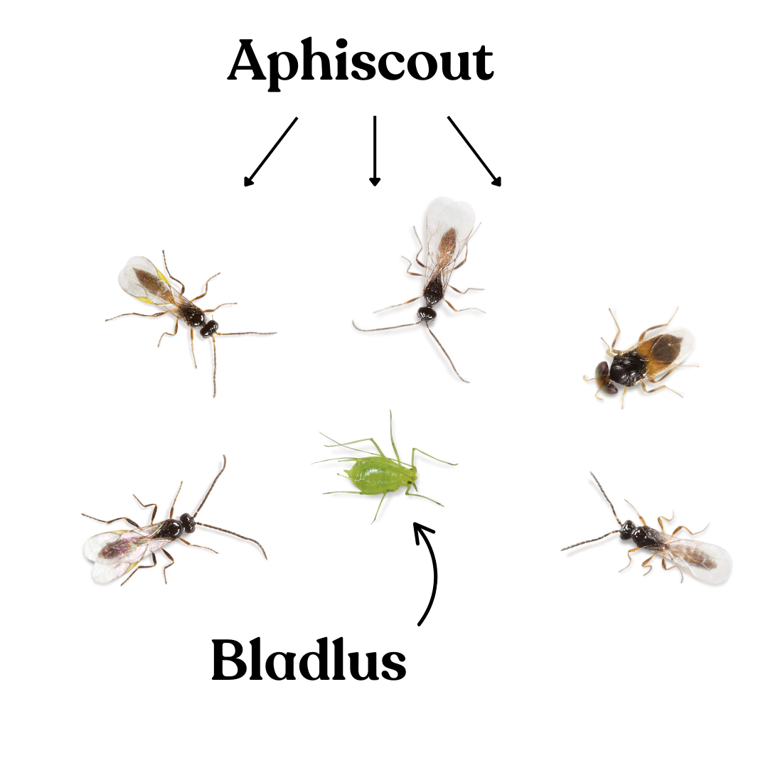 Aphiscout - mot bladlöss