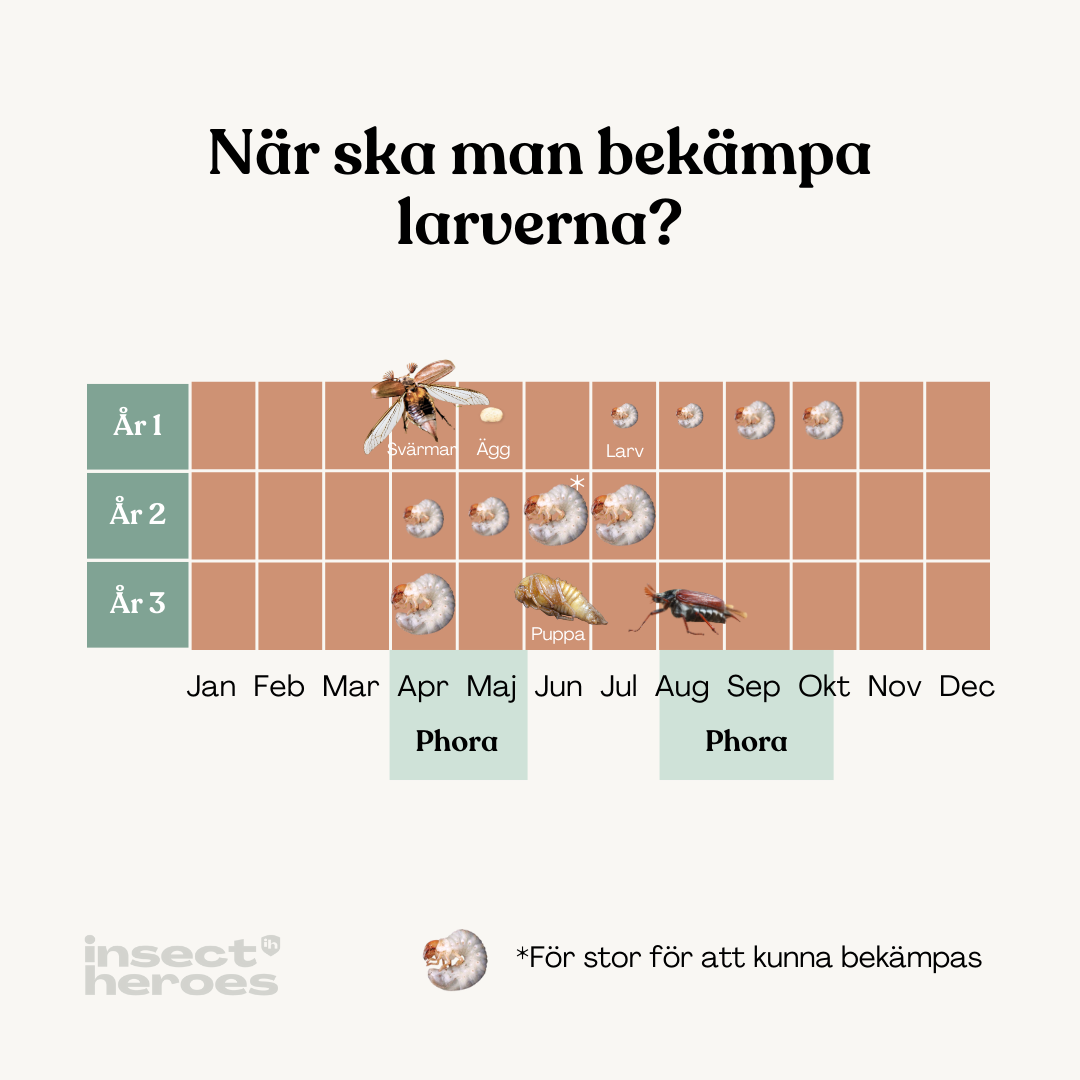 Phora – mot skalbaggelarver