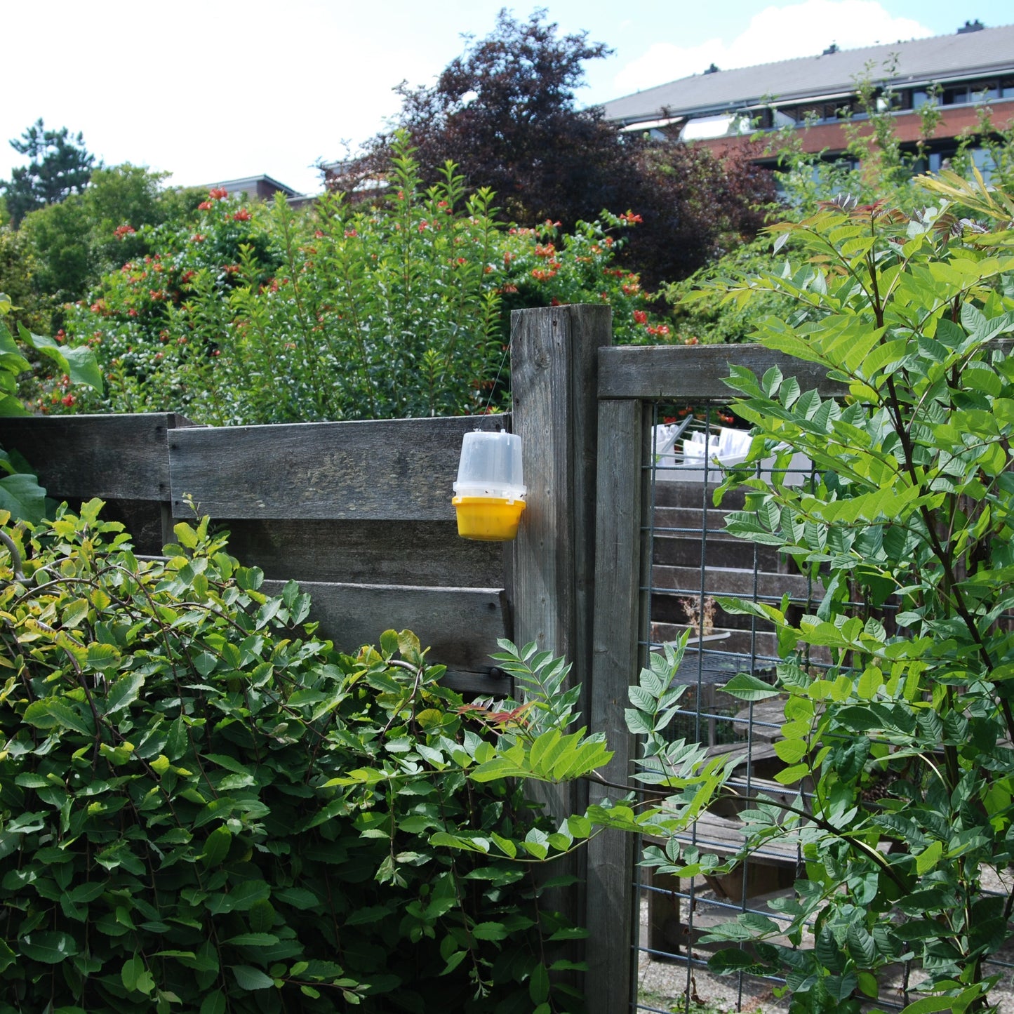 Vespa – mot getingar