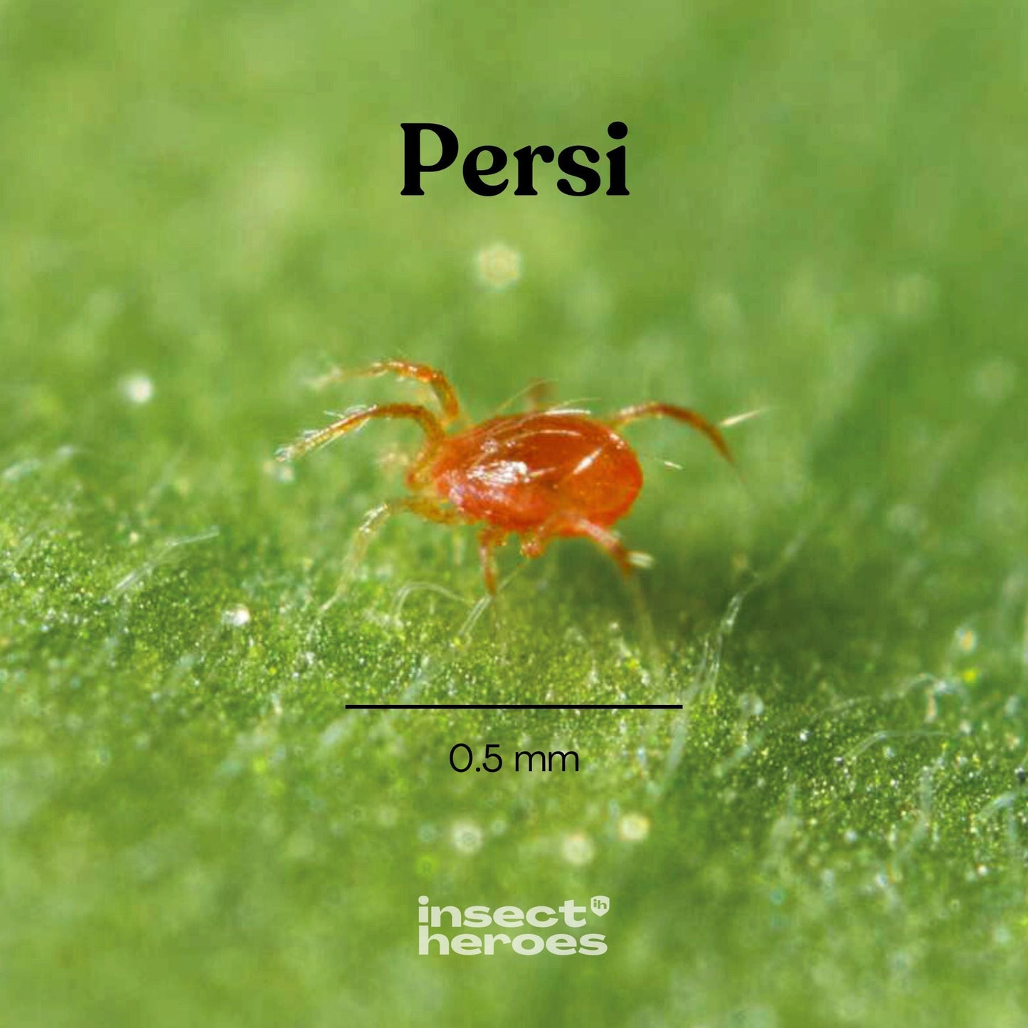 Persi – mot spinnkvalster