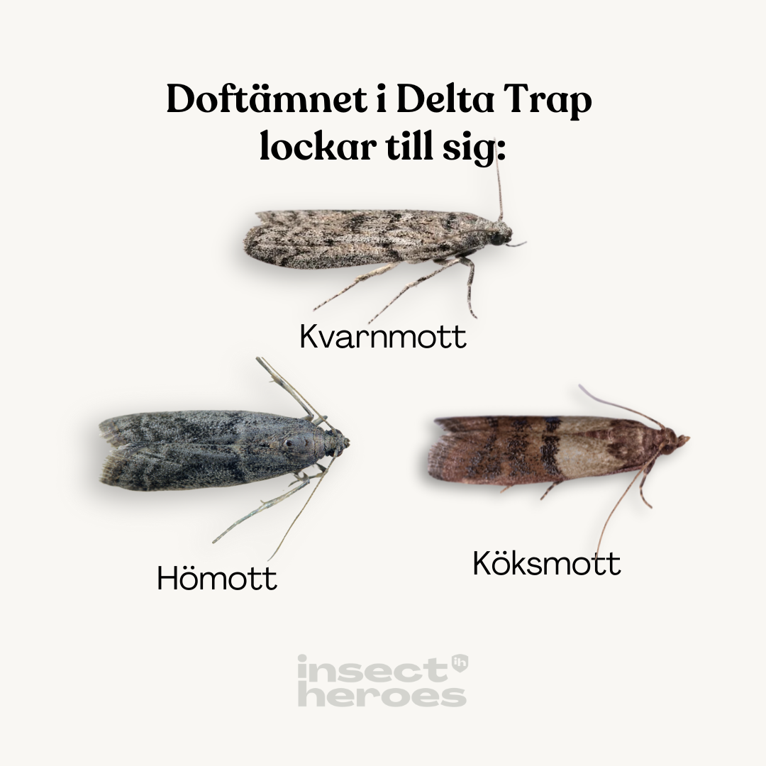 Delta Trap och lockämne – mot matmal