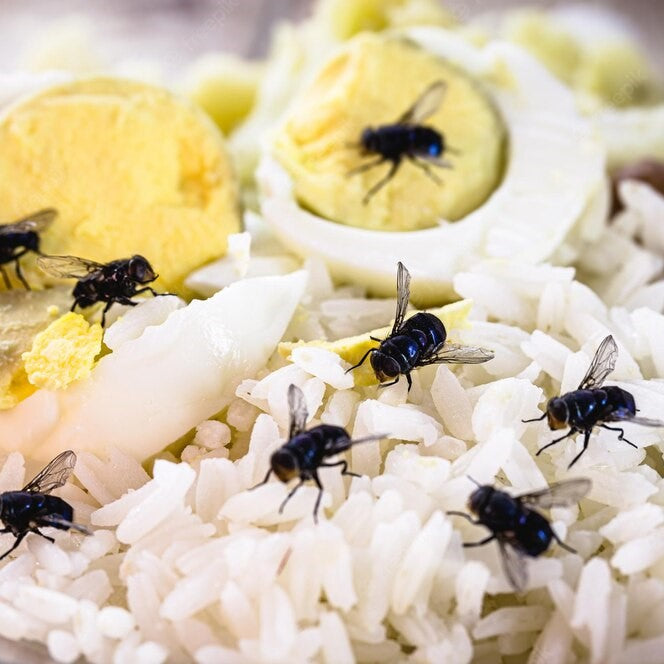 Flytrap – mot flugor