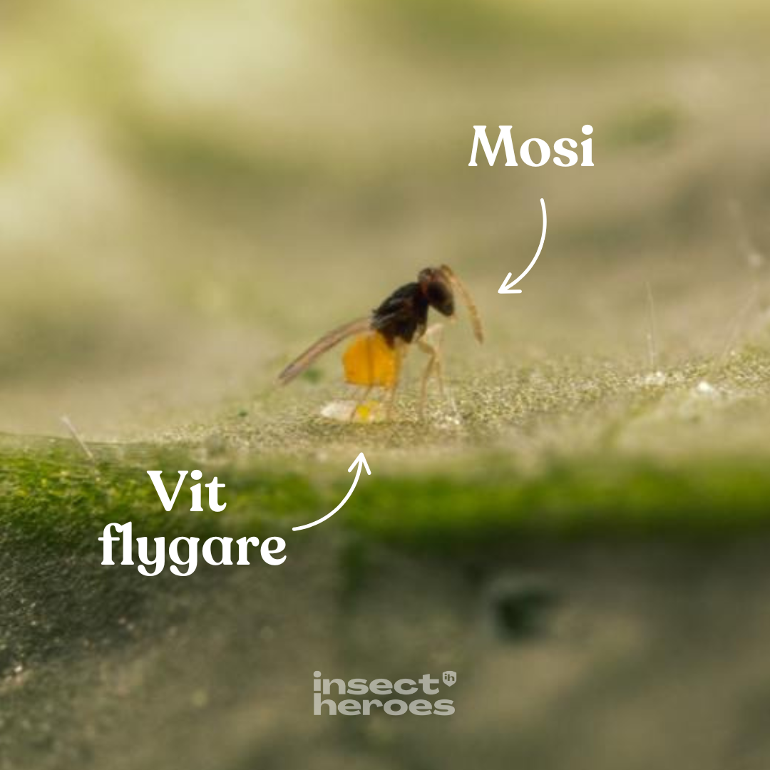 Mosi – mot vita flygare