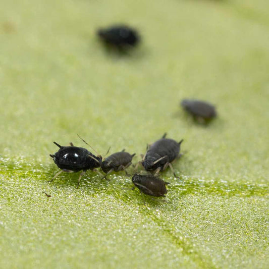 Bladluizen plaag op blad