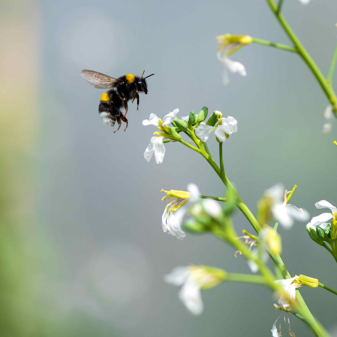 Vad är insekter bra för?