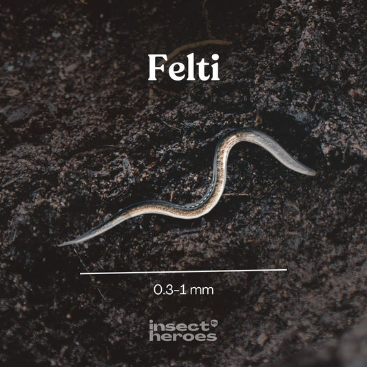 Felti nematoder: de osynliga hjältarna i krukor och trädgård