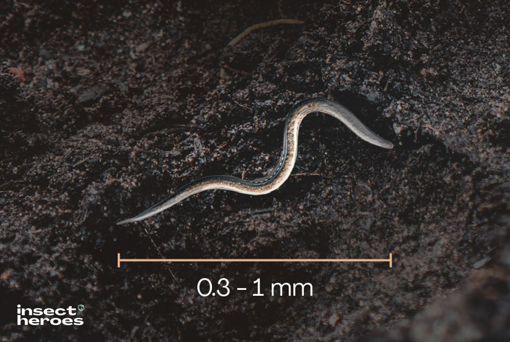 Vad är nematoder och hur ser de ut?