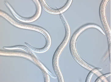 Därför räcker det inte med enbart nematoder mot trips