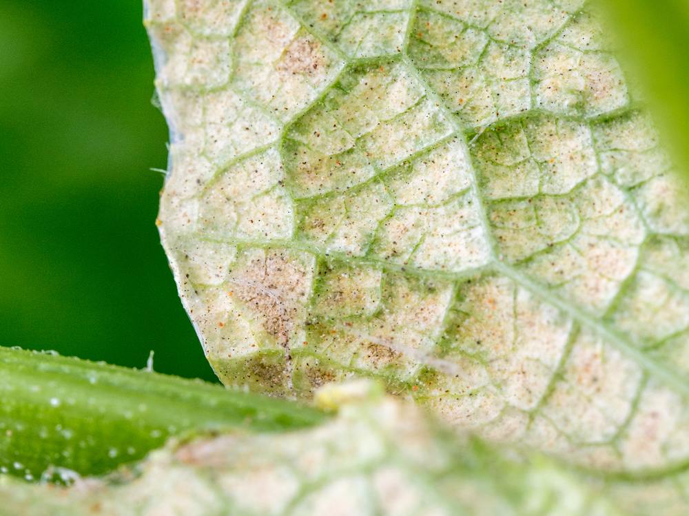 Bli kvitt spinnkvalster på naturlig väg
