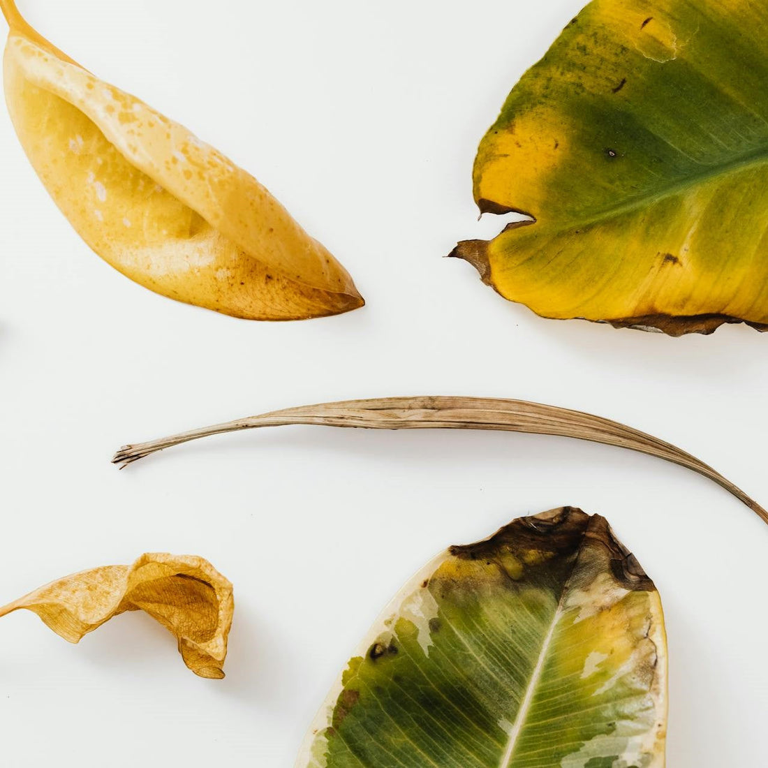 gele en bruine bladeren plant