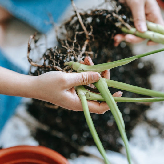 Var försiktig när du byter krukjord: Tips för att slippa sorgmyggor