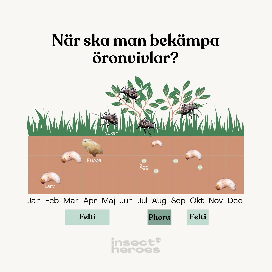 Felti – mot öronvivlar