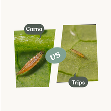 Carna - mot trips