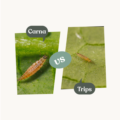 Carna - mot trips