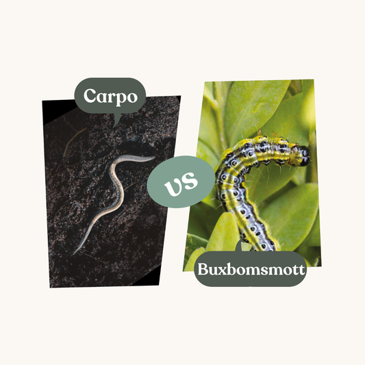 Carpo – mot buxbomsmott