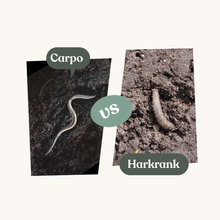 Carpo – mot harkrankslarver