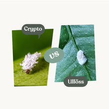 Crypto – mot ullöss