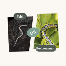 Felti – mot buxbomsmott