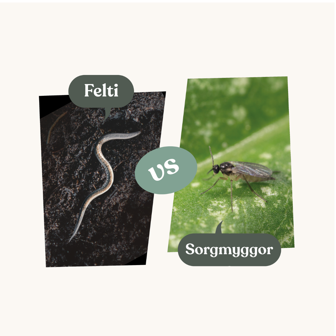 Felti – mot sorgmyggor