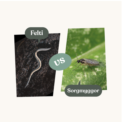 Felti – mot sorgmyggor