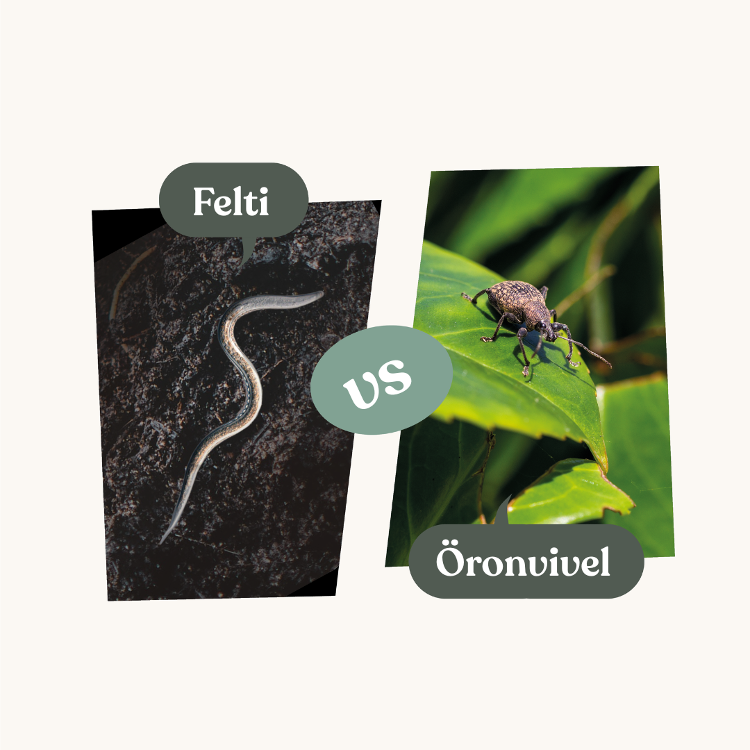 Felti – mot öronvivlar