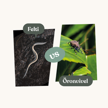 Felti – mot öronvivlar