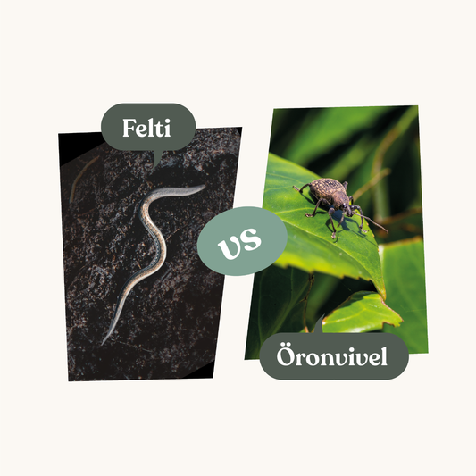 Felti – mot öronvivlar