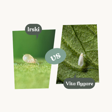 Irski – mot vita flygare