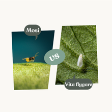 Mosi – mot vita flygare