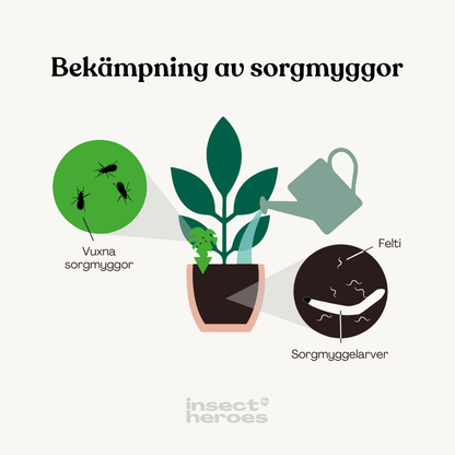 Felti – mot sorgmyggor