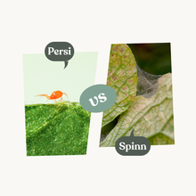 Persi – mot spinnkvalster