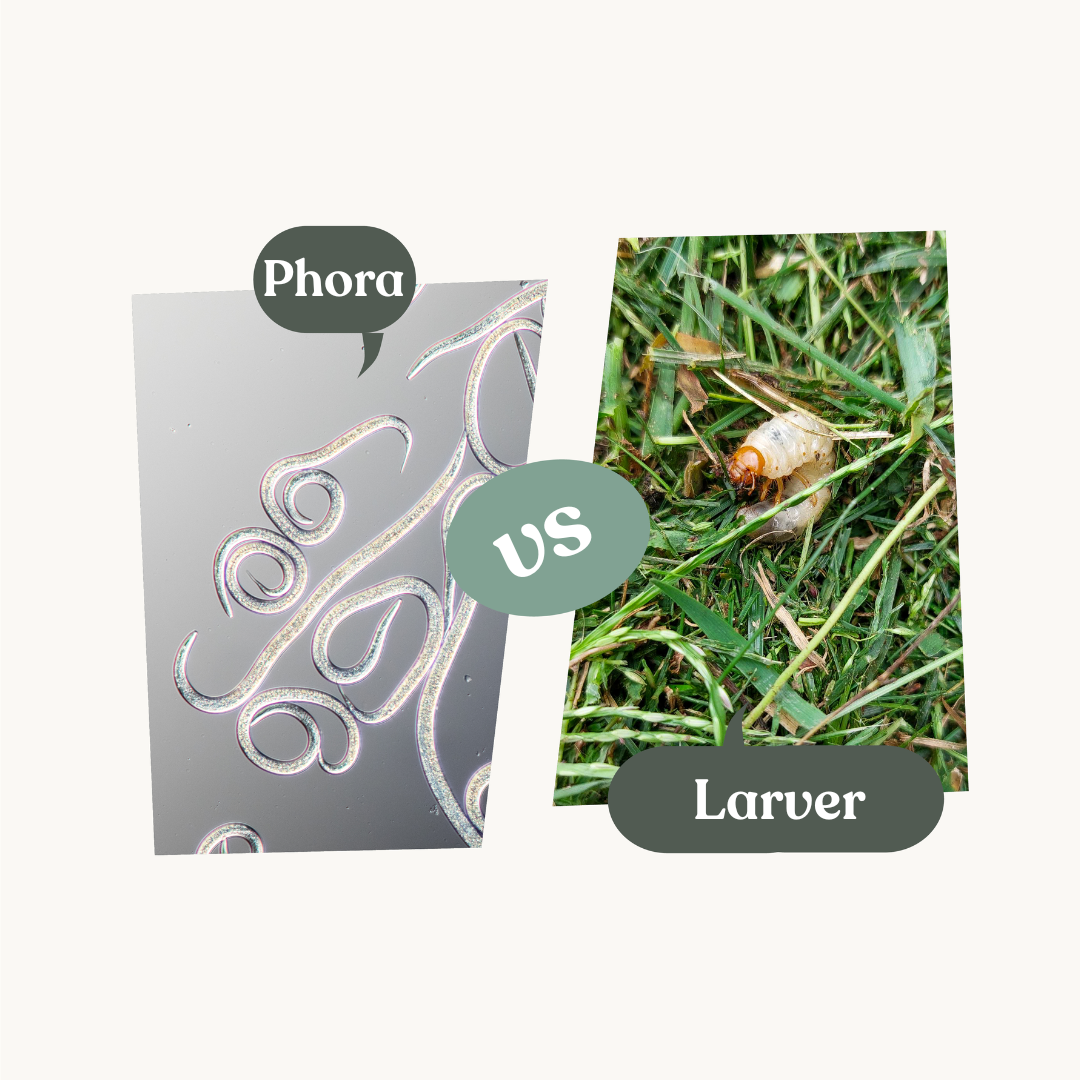 Phora – mot skalbaggelarver