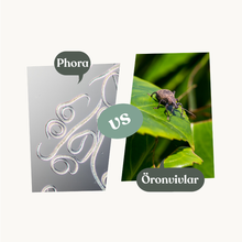 Phora – mot öronvivlar