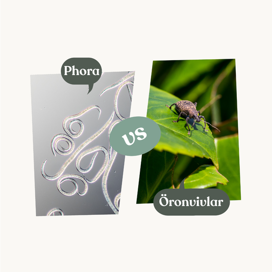 Phora – mot öronvivlar