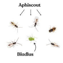 Aphiscout - mot bladlöss