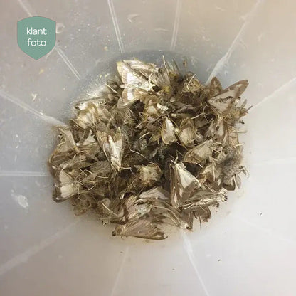 Buxa Trap - fälla och lockämne mot buxbomsmott