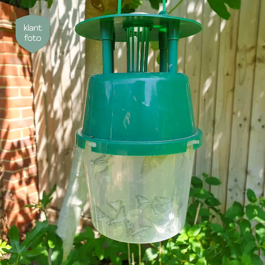 Buxa Trap - fälla och lockämne mot buxbomsmott