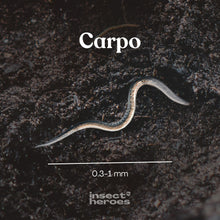 Carpo – mot fikongnidmal