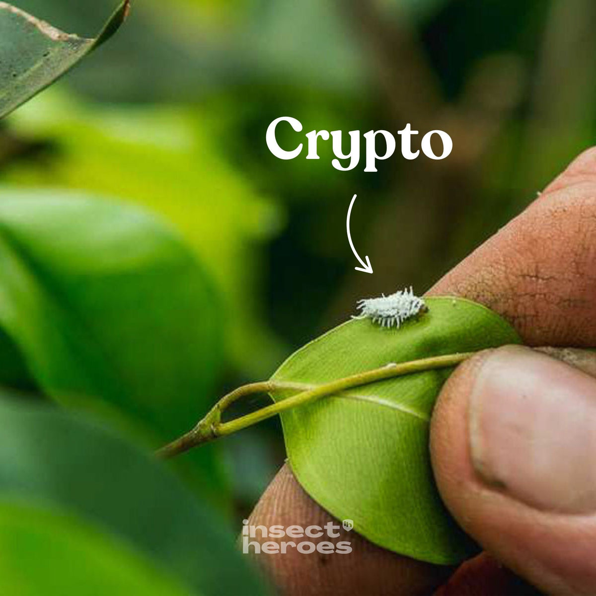 Crypto - mot ullöss