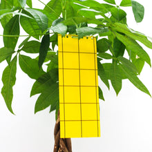 Sticky Leaf Gul Large – mot sorgmyggor