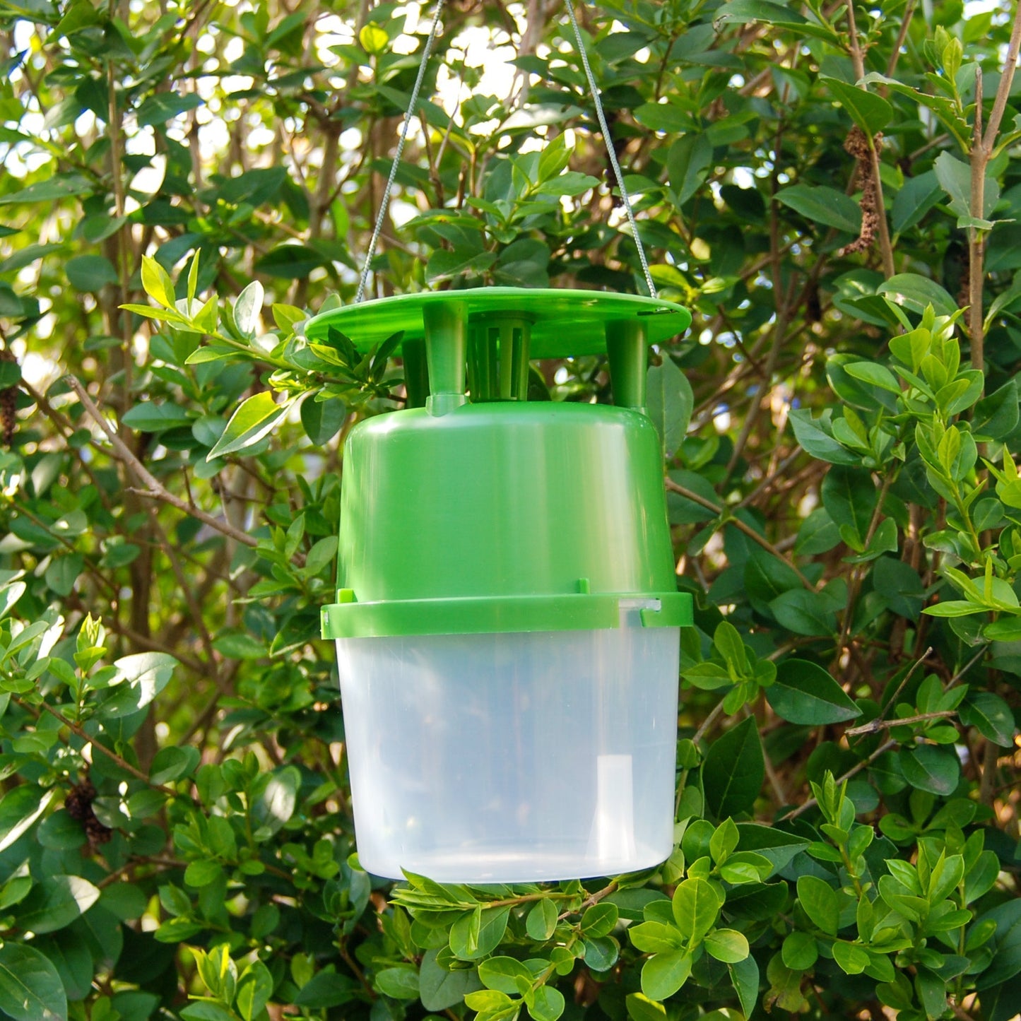 Buxa Trap - fälla och lockämne mot buxbomsmott