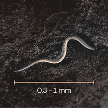 Gräsdeal – mot ollonborrar och harkrankslarver