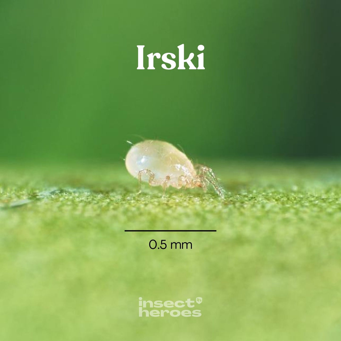 Irski – mot trips