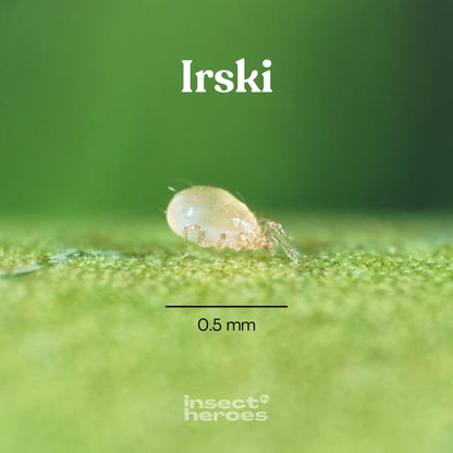 Irski – mot trips