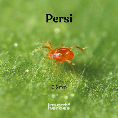 Persi – mot spinnkvalster
