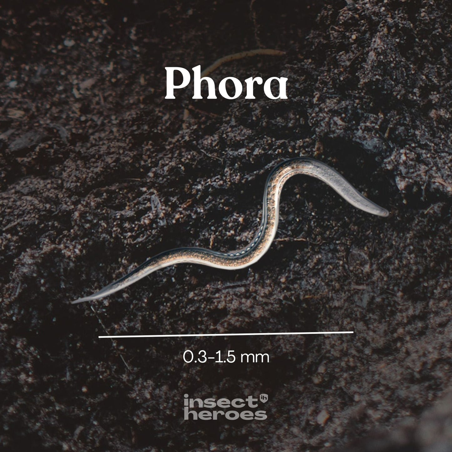 Phora – mot skalbaggelarver