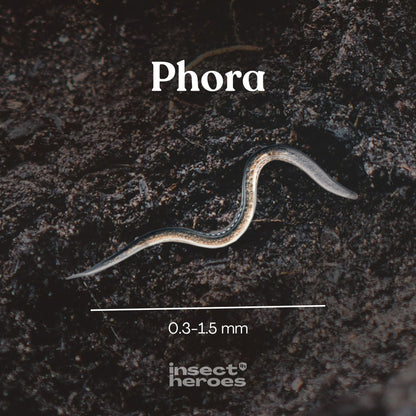 Phora – mot skalbaggelarver