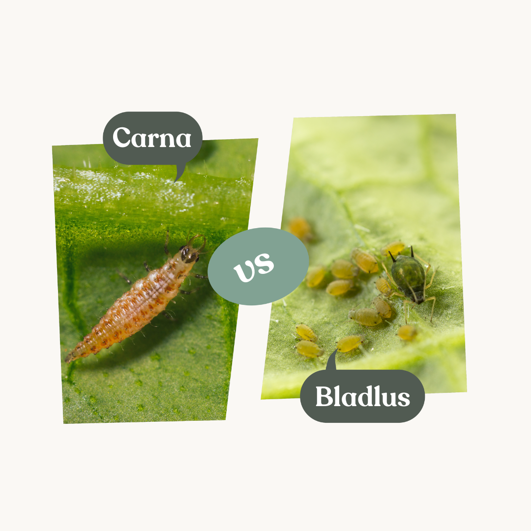 Carna – mot bladlöss